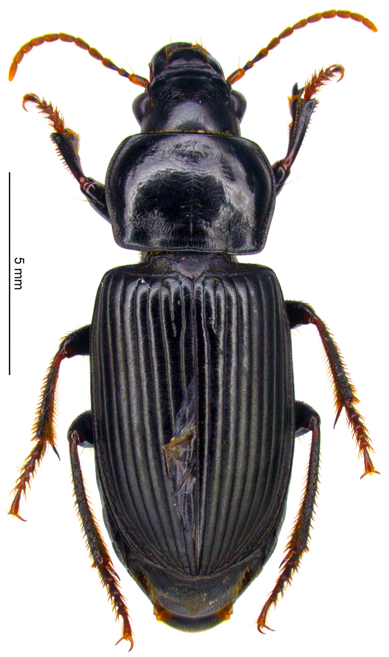 anisodactylus-alchetron-the-free-social-encyclopedia